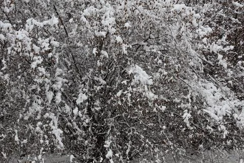 Snow accumulating on tree branches in winter landscape Stock Photos