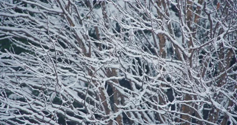 Snow accumulation covered bare tree Stock Footage 258383300