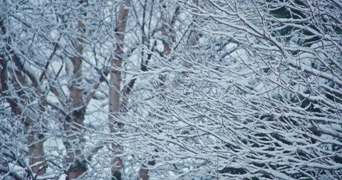 Snow accumulation covered bare tree pan left 스톡 동영상 258383385