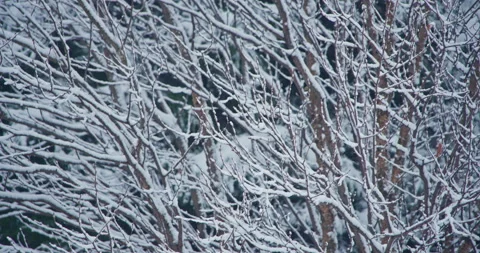 Snow accumulation covered bare tree tilt down Vídeo Stock 258383485