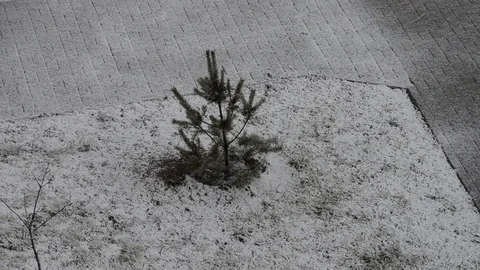 Snow is actively falling on a young pine tree. Stock Footage 123949653