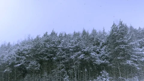 Snow Against Evergreen Forest in Slow Motion (5x Slomo) Stock Footage 120490602