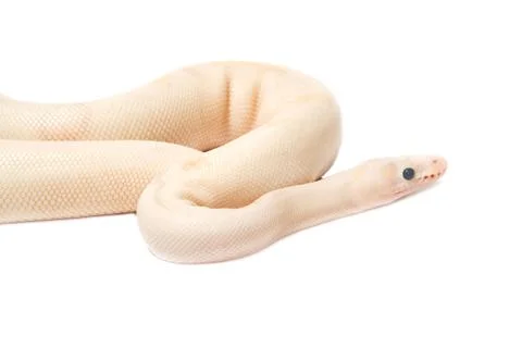 Snow albino ball python (python regius) Stock-Fotos