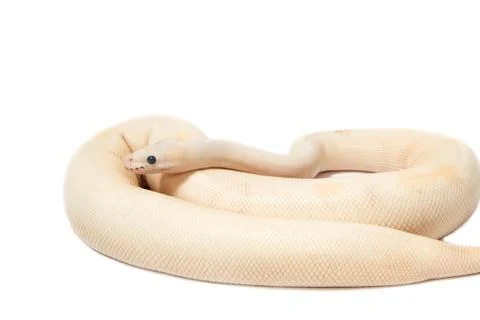 Snow albino ball python (python regius) Stock Photos