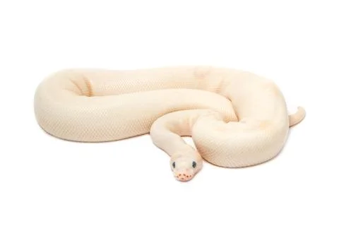 Snow albino ball python (python regius) Foto stock