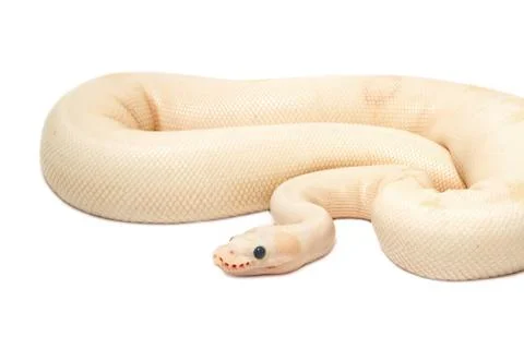 Snow albino ball python (python regius) Stock Photos