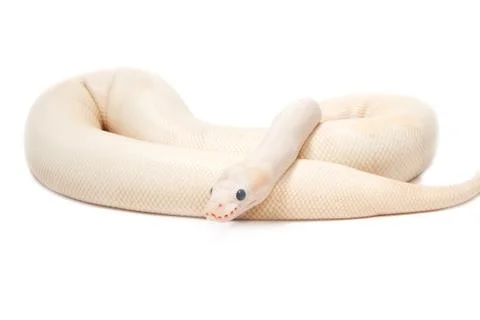Snow albino ball python (python regius) Stockfoto's