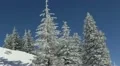 Snow all over the Fir Trees and Ground Landscape in Winter Amazing Frozen Scenic HD Footage