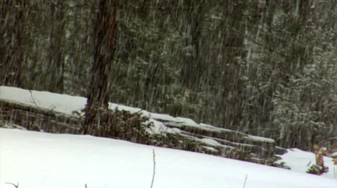 Snow Along Forest Floor 動画素材 34426672