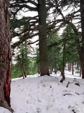 Snow among the cedars Stock Photos
