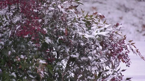 Snow and Berries Stock Footage 84738842