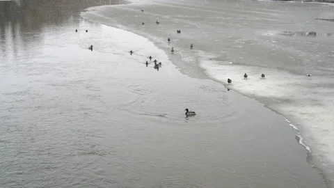 Snow and Blizzard over the river in the city Park where ducks swim on a gloomy 스톡 동영상 141868145