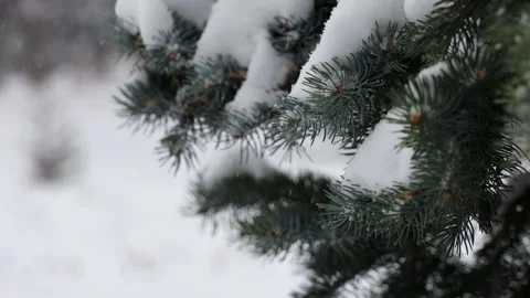 Snow and christmas tree Stock Footage 150443301