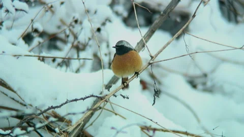 Snow and Daurian Redstart Video stock 332399135