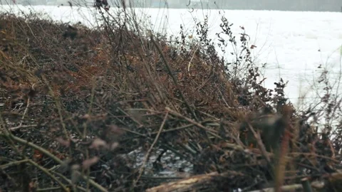 The snow and dead plants Stock Footage 104260905