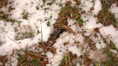 Snow and dry grass background top view Stock Footage 74139766