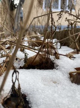 Snow and dry grass in lawn Stock Photos