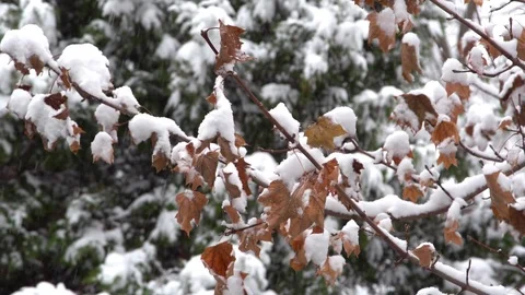 Snow and Fall Leaves Video stock 83251001