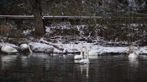 Snow and a flock of swans Stock Footage 234282346