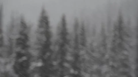 Snow and forest with shifting focus from snow to trees Stock-Footage 152494372