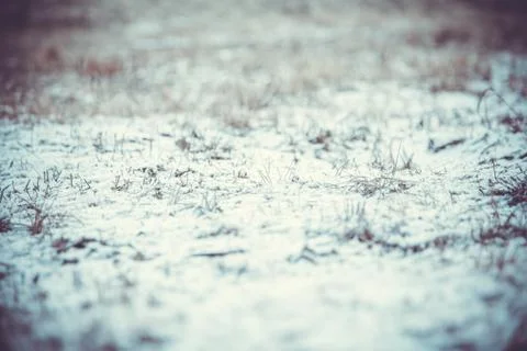 Snow and grass 写真素材