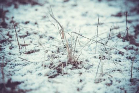 Snow and grass 写真素材
