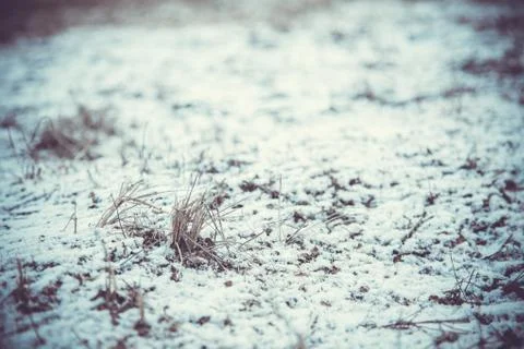 Snow and grass 写真素材