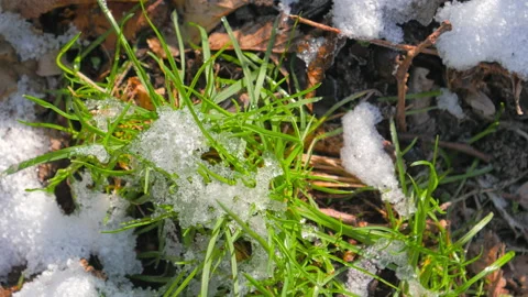 Snow and green grass in the spring forest, view from above Stock Footage 85964383