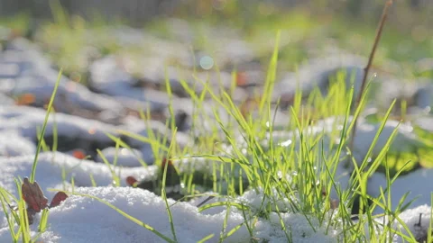 Snow and green grass in the spring forest, view from above 動画素材 85964712