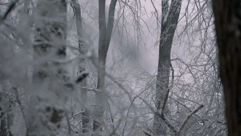 Snow and ice covered branches after rain snow winter storm in Kentucky Stock Footage 312529378