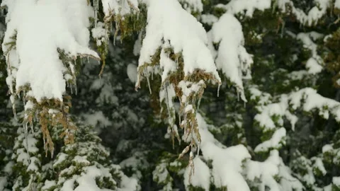 Snow and Ice Covered Cedar Tree Branches  Stock Footage 297508147