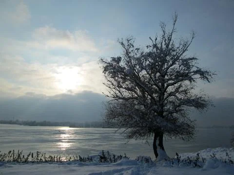 Snow and ice covered tree in the winter freezing day. River Danube Stock Photos