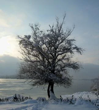 Snow and ice covered tree in the winter freezing day. River Danube Stock Photos