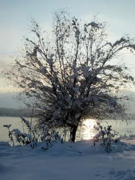 Snow and ice covered tree in the winter freezing day. River Danube Stock Photos