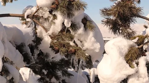 Snow and ice on the pine tree in the city of Erzurum, Turkey. frozen, icing Stock Footage 232253181