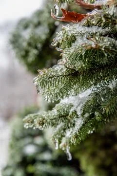 Snow and ice on a pine tree branch in winter Stock Photos