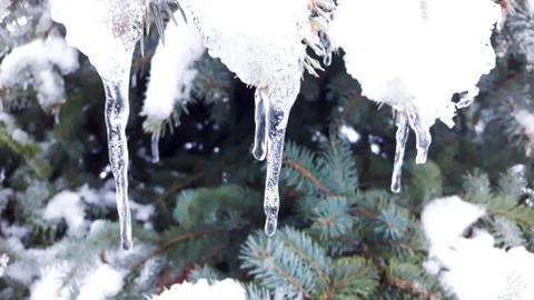 Snow and Icicles on the Tree Stock Photos