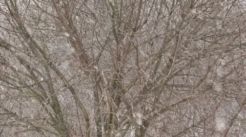 Snow and Leafless Tree Video stock 582356