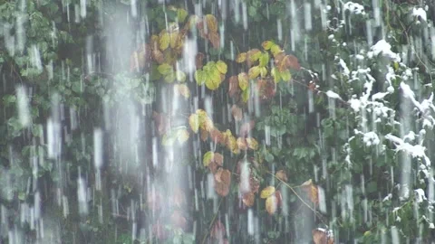 Snow and leaves Stock Footage 236436668