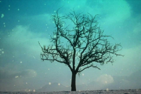 Snow and lone tree Stock Footage 517075