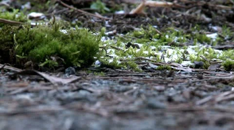 Snow and moss, close up Stock Footage 10679014