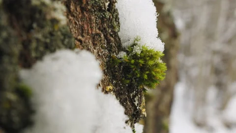 Snow and moss on a tree bark. Winter in forest on sunny day Stock Footage 233064800