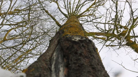 Snow and moss on a tree bark. Winter in forest on sunny day Stock Footage 233066352