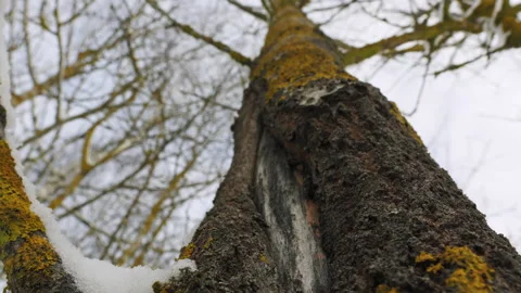 Snow and moss on a tree bark. Winter in forest on sunny day Stock Footage 233670473