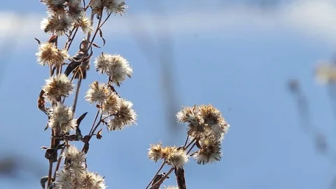 Snow and Plants Macro Stock Footage 79576766