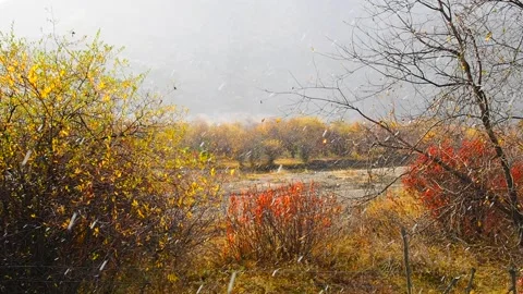 Snow and rain falling steadily on trees ... | Stock Video | Pond5