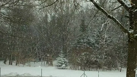 Snow and rain falls on trees and bushes in the forest Stock Footage 151843634