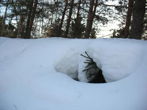 Snow and small pine Stock Photos