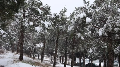 Snow and snow-covered pine forest Stock Footage 327137975