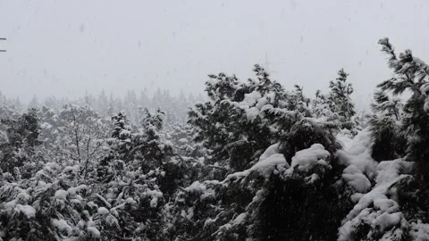 Snow and snow-covered pine forest Stock Footage 327137999